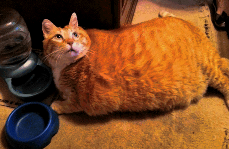 голодный кот